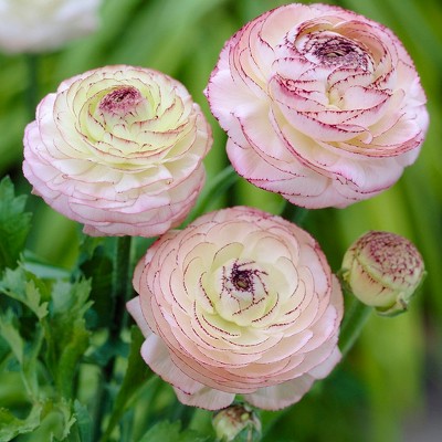 Butter Cups Ranunculus Cappuccino Picotee Set of 12 Bulbs - Van Zyverden