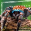 TITQWOP Acrylic Tarantula Enclosure,Micro Habitat Terrarium for Arboreal&Terrestrial Reptiles,Spiders & Invertebrates,for Jumping Spiders, Amphibians - 4 of 4