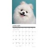 Willow Creek Press 2026 Pomeranians Wall Calendar - 3 of 4