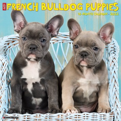 2022 Wall Calendar Just French Bulldog Puppies - Willow Creek Press