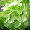 Sullivans Artificial Short Stem Green Hydrangea 6"L - 2 of 2