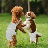 Unique Bargains Pet Diapers for Female Dog Period Underwear Washable with Adjustable Suspender - 3 of 4
