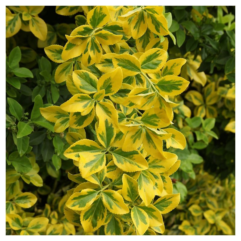 Euonymus &#39;Golden&#39; 1pc in 2.5 Quart Container - National Plant Network - U.S.D.A. Hardiness Zones 6 - 9, 3 of 6