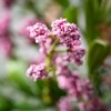 Sullivans Leafy Blush Berry Wreath - 2 of 3