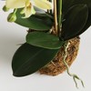 Plum & Post Phalaenopsis Orchid Artificial Plant Drop-In - 3 of 4