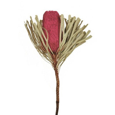 Vickerman Natural Jumbo Banksia Flower with Stem, Dried