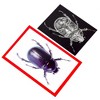 Roylco Insect X-Ray and Picture Cards - 36 Pieces - 2 of 3