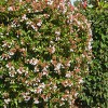 Abelia 'Rose Creek' 1pc: Evergreen Shrub, White Blooms, National Plant Network 2.25gal - 3 of 3