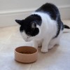 Mason Cash: Cane Cat Bowl, 5.2", 13.5oz, Tan Food & Water Feeding Dish - 3 of 4