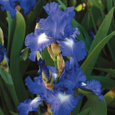 Bearded Iris City Lights Set of 3 Roots - Blue/White - Van Zyverden