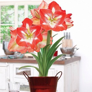 Van Zyverden Amaryllis Red Minerva Flower Bulb with Artisan Decorative Planter - 1 of 4