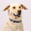 Country Brook Petz Deluxe Dog Collar - Summer Breeze Collection - Made in The U.S.A. - 2 of 4