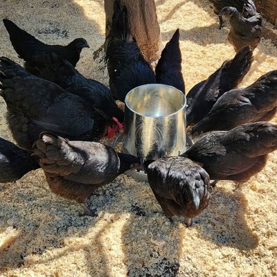 15-Pound Galvanized Hanging Poultry Feeder with Adjustable Height