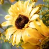 Sullivans 5" Artificial Sunflower Eucalyptus Orb - 2 of 2