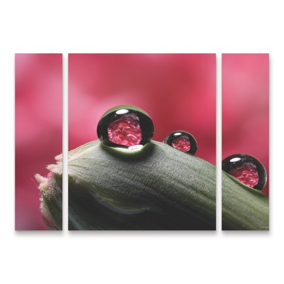 Trademark Fine Art Gordon Semmens Dew Drops Macro 06 3 Piece Panel Set Art