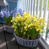 Van Zyverden 25ct Bulbs Narcissus Daffodils Tete-a-Tete for Containers - 2 of 4