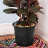 Bloem Fresia Indoor/Outdoor Flower Planter with Saucer, Black, 6in - 4 of 4