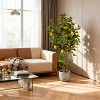 4FT Artificial Lemon Tree 2-Pack, Real-Looking Faux Citrus Plants with Yellow Fruits Pot, Indoor Fake Trees for Home Kitchen Office Decor - 4 of 4