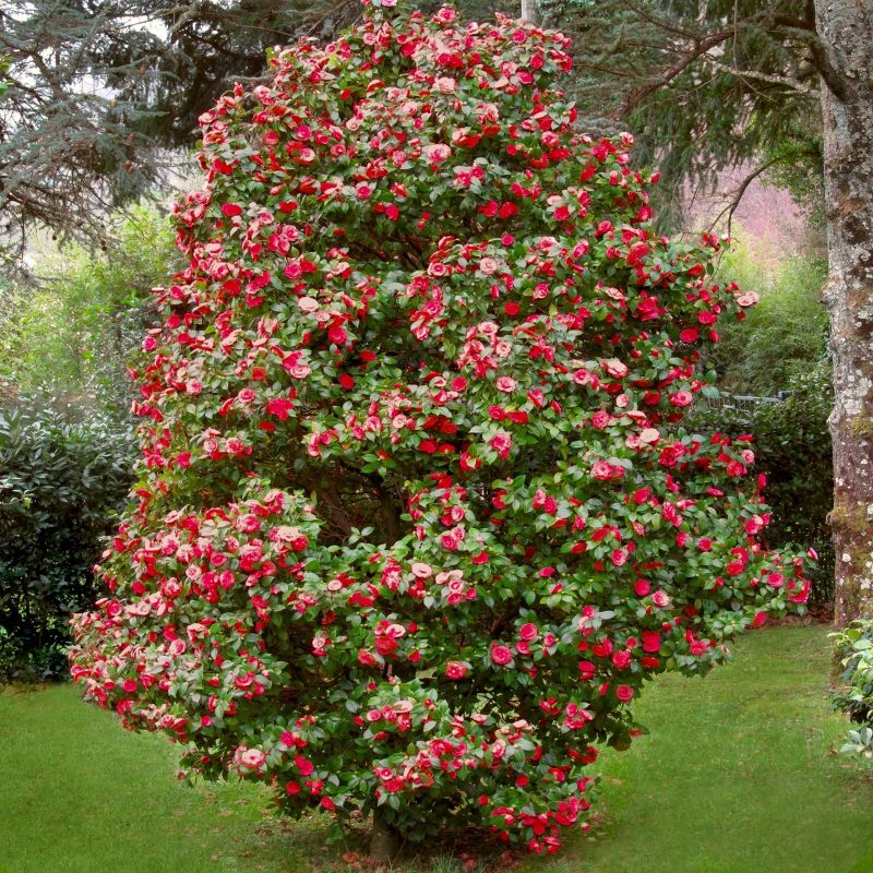 2.5qt Blood of China Camellia Japonica Plant with Red Blooms - National Plant Network, 4 of 7