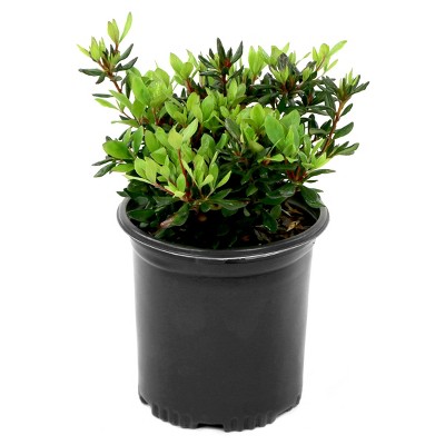 Azalea 'Johanna' 1pc U.S.D.A. Hardiness Zones 6-8 National Plant Network 2.25gal