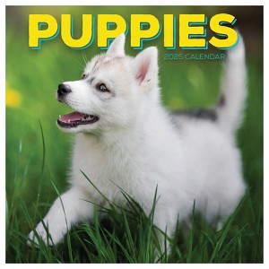 TF Publishing 2025 Wall Calendar 12"x12" Puppies - 1 of 4