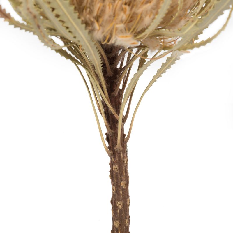 Vickerman 12" Natural Jumbo Banksia Flower with Stem, 5 of 7