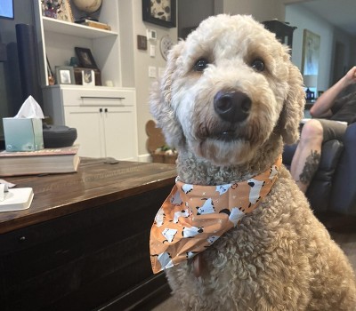 Guest review image 1 of 1, zoom in