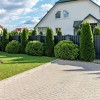National Plant Network Live Outdoor Green Giant Arborvitae Plant - 1ct 1gal - 4 of 4