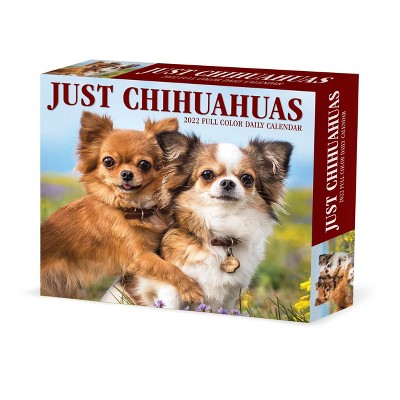 2022 Box Calendar Just Chihuahuas - Willow Creek Press