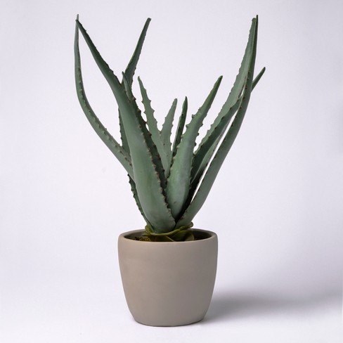 18 Potted Aloe Vera Lloyd Hannah Target