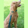 Country Brook Petz Premium Nylon Dog Collar with Metal Buckle for Small Medium Large Breeds - Vibrant 30+ Color Selection - 2 of 4