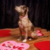 Country Brook Petz 1 1/2 Inch Martingale Dog Collar - Affection Collection - 3 of 4