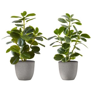 Cesicia 14" Tall Artificial Plant with Grey Pots, Ficus Leaves, Set of 2 - 1 of 4