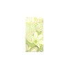 Desert Essence Peppermint Soap Bar - 5 oz - 3 of 4