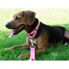 Country Brook Design Martingale Heavyduty Nylon Dog Collar - 3 of 4