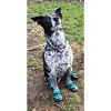 Healers Urban Walker Dog Boots - Teal - image 4 of 4