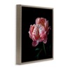 Stupell Industries Dark Rose Photography, 18" x 18" - 3 of 4