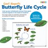 Learning Resources Giant Magnetic Butterfly Life Cycle - image 4 of 4