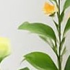 2psc 90cm yellow