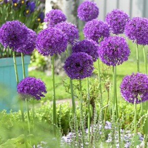 Van Zyverden 12ct Bulbs Allium Purple Sensation - 1 of 4