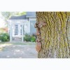 Nat & Jules Fairy Man Brown 3 inch Resin Stone Outdoor Tree Face Statue - 4 of 4