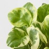 Halloween Enchanted Pumpkin Live Houseplant Green - good Little Garden™ - 3 of 4