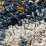 cream, denim, mustard, tan, light gray, light brown