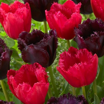 Tulips Havana Nights Blend Set of 15 bulbs - Red/Black - Van Zyverden