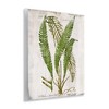 Stupell Industries Thin Fern Leaves Study, 14" x 11" - 3 of 4