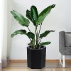 Acekool 16 Inch Tall Self-Watering Planters Set of 2 with Water Level Monitor, Drainage Hole & Wheels,Patio, Porch, Living Room,Black - 3 of 4