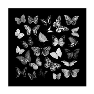 Canvas Wall Art - Tom Quartermaine 'Black and White Butterflies Square' Wall Art for Living Room, Bedroom, or Office Décor by Trademark Fine Art - 24 - 1 of 4