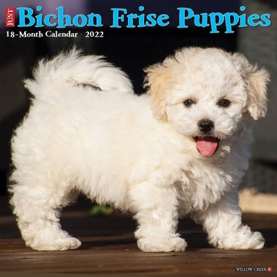 2022 Wall Calendar Just Bichon Frise Puppies - Willow Creek Press