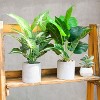 Aoibox 2 Pack Artificial Tropical Faux Plants for Office Desk Home Decor, Sage Green Indoor Fake Potted Plants with Lifelike Leaves - 4 of 4