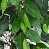 Tangkula Artificial Ficus Silk Tree Faux Potted Greenery Ficus Plants Decorations - 3 of 4